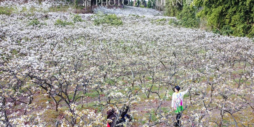 春光中的重庆,花岩万亩梨花皑皑如雪,景美人少免费开放,约起来3