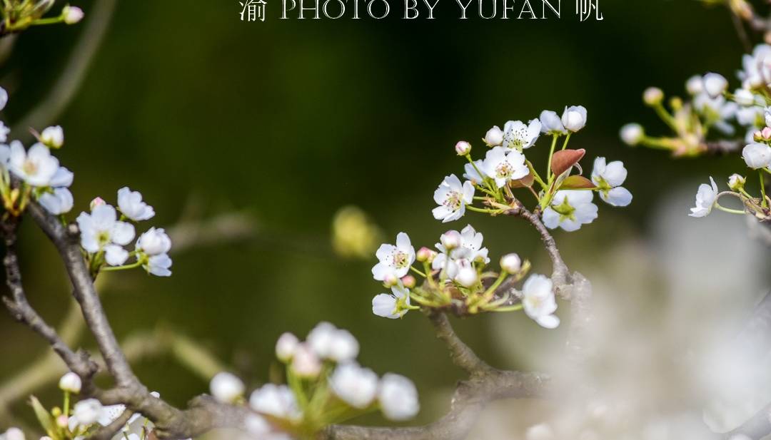 春光中的重庆,花岩万亩梨花皑皑如雪,景美人少免费开放,约起来4