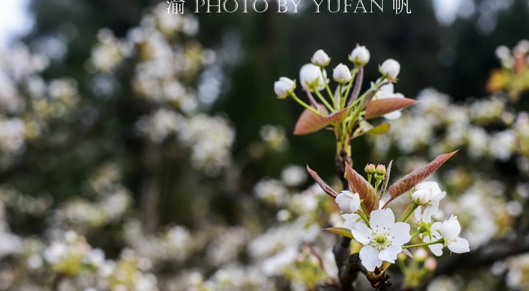 春光中的重庆,花岩万亩梨花皑皑如雪,景美人少免费开放,约起来5
