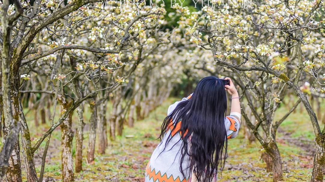 春光中的重庆,花岩万亩梨花皑皑如雪,景美人少免费开放,约起来6