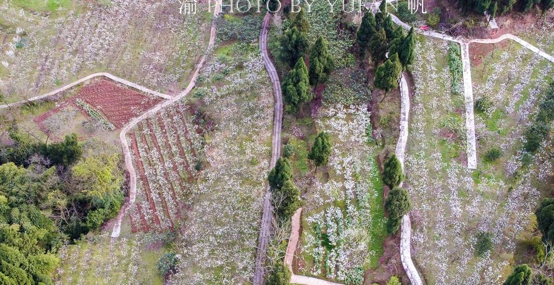 春光中的重庆,花岩万亩梨花皑皑如雪,景美人少免费开放,约起来7
