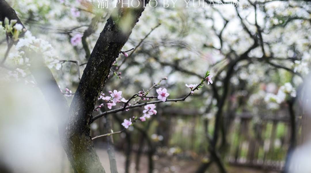 春光中的重庆,花岩万亩梨花皑皑如雪,景美人少免费开放,约起来11