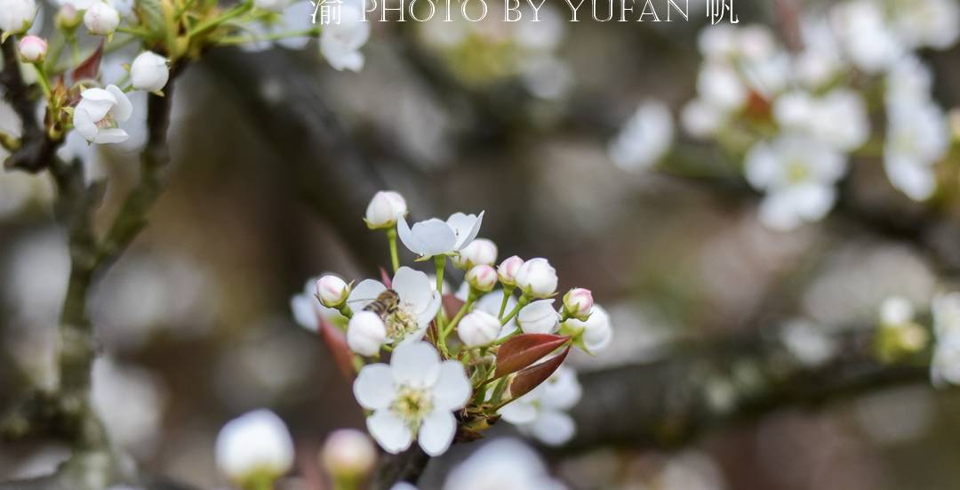 春光中的重庆,花岩万亩梨花皑皑如雪,景美人少免费开放,约起来9