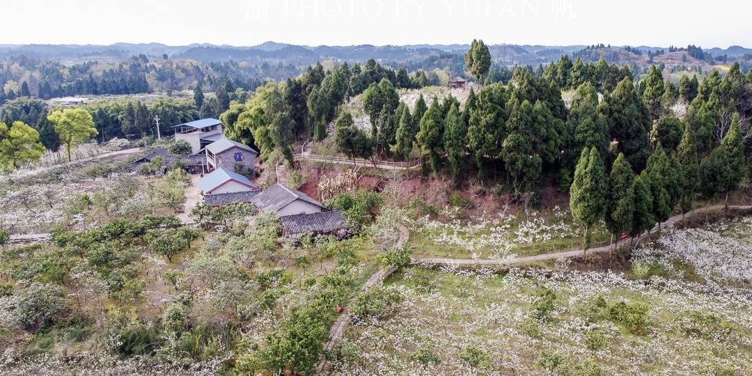 春光中的重庆,花岩万亩梨花皑皑如雪,景美人少免费开放,约起来10