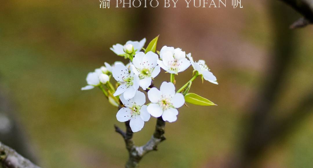 春光中的重庆,花岩万亩梨花皑皑如雪,景美人少免费开放,约起来12