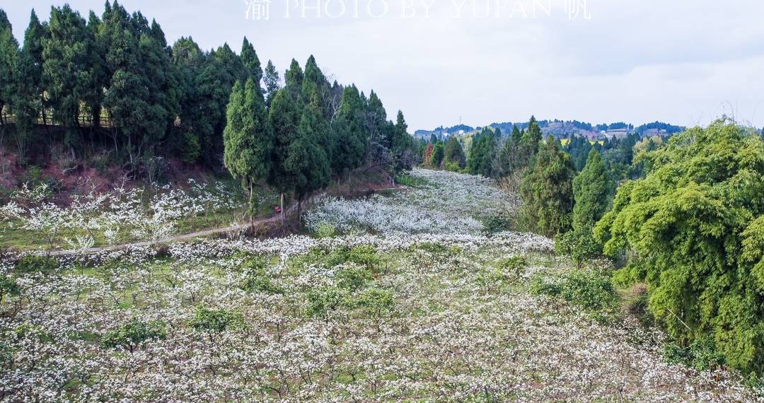 春光中的重庆,花岩万亩梨花皑皑如雪,景美人少免费开放,约起来13