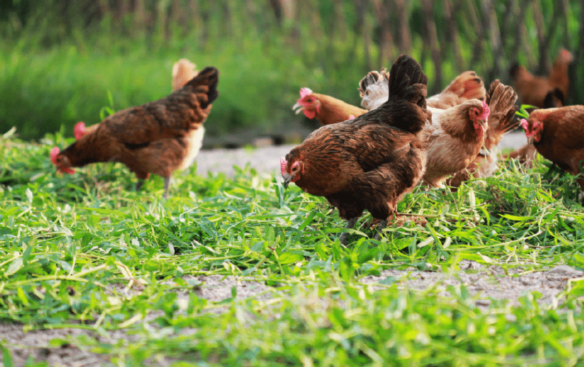 鸡鸭为什么不能混养？农村大部分鸡不圈养，鸭圈养，为什么？1