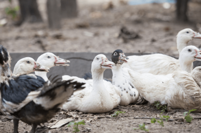 鸡鸭为什么不能混养？农村大部分鸡不圈养，鸭圈养，为什么？2