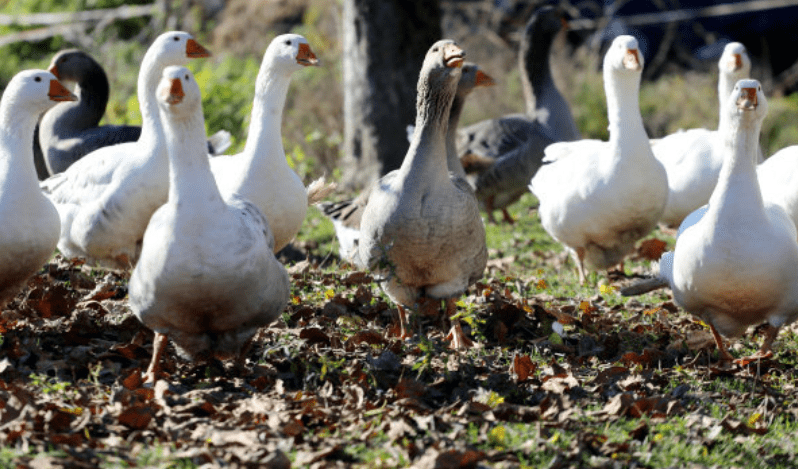 鸡鸭为什么不能混养？农村大部分鸡不圈养，鸭圈养，为什么？3