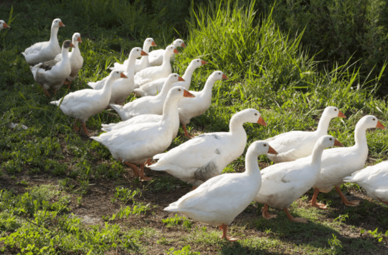 鸡鸭为什么不能混养？农村大部分鸡不圈养，鸭圈养，为什么？4