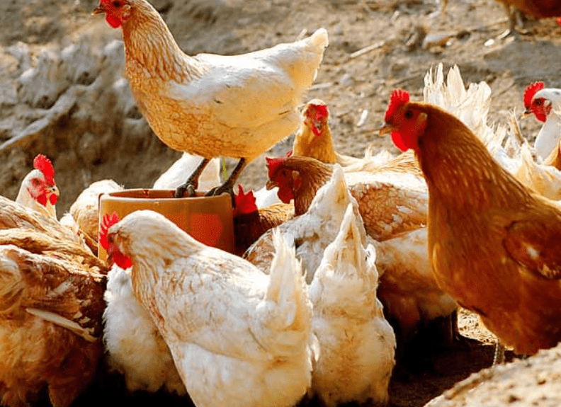 鸡鸭为什么不能混养？农村大部分鸡不圈养，鸭圈养，为什么？5