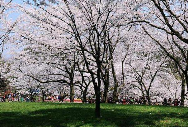 2022杭州太子湾公园春天有哪些花3