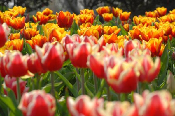 2022苏州郁金香什么时候开 苏州郁金香在哪里1