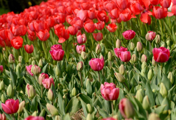 2022苏州郁金香什么时候开 苏州郁金香在哪里2