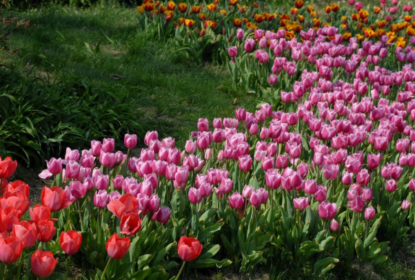 2022苏州郁金香什么时候开 苏州郁金香在哪里3