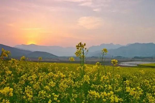 温州油菜花哪里最好看 这几个地方千万别错过3