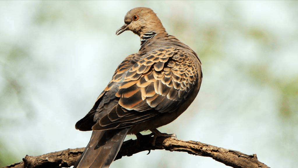 斑鸠不会筑巢？鸠占鹊巢是否指它，随处可见的斑鸠是否有害？1