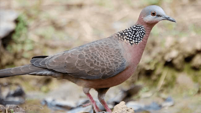 斑鸠不会筑巢？鸠占鹊巢是否指它，随处可见的斑鸠是否有害？2