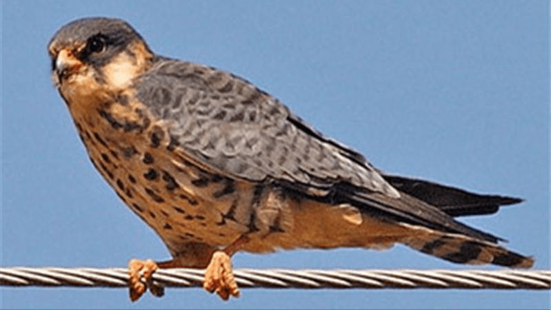 斑鸠不会筑巢？鸠占鹊巢是否指它，随处可见的斑鸠是否有害？3