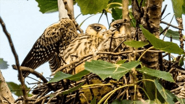 斑鸠不会筑巢？鸠占鹊巢是否指它，随处可见的斑鸠是否有害？4