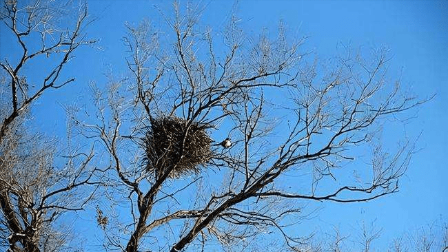 斑鸠不会筑巢？鸠占鹊巢是否指它，随处可见的斑鸠是否有害？6