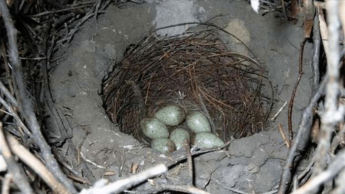 斑鸠不会筑巢？鸠占鹊巢是否指它，随处可见的斑鸠是否有害？7