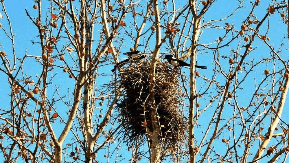 斑鸠不会筑巢？鸠占鹊巢是否指它，随处可见的斑鸠是否有害？8