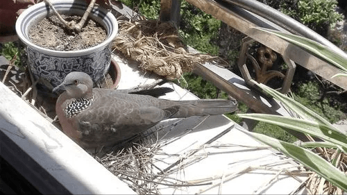 斑鸠不会筑巢？鸠占鹊巢是否指它，随处可见的斑鸠是否有害？11