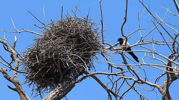 斑鸠不会筑巢？鸠占鹊巢是否指它，随处可见的斑鸠是否有害？9