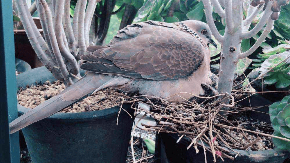 斑鸠不会筑巢？鸠占鹊巢是否指它，随处可见的斑鸠是否有害？10