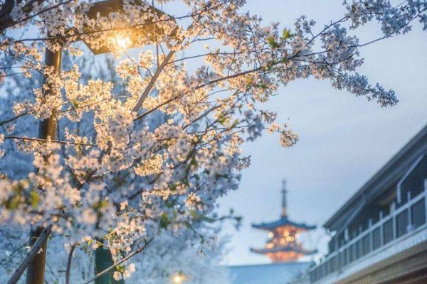 2022无锡拈花湾樱花什么时候开 赏樱游玩攻略1