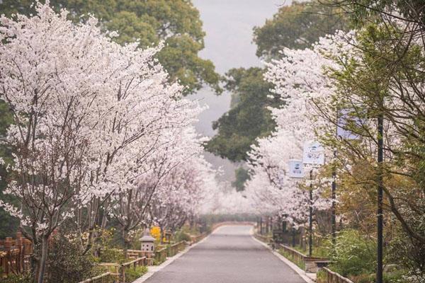 2022无锡拈花湾樱花什么时候开 赏樱游玩攻略2