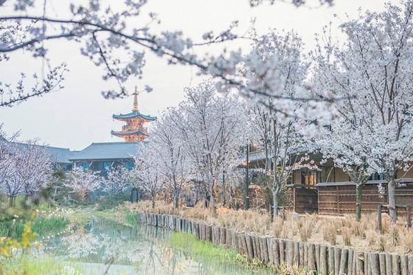 2022无锡拈花湾樱花什么时候开 赏樱游玩攻略3