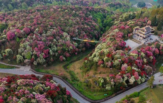 这个春天就去贵州!百里杜鹃花期开启,世界最大的天然花海美翻了1