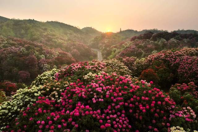 这个春天就去贵州!百里杜鹃花期开启,世界最大的天然花海美翻了2