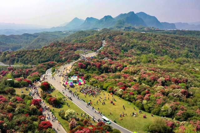 这个春天就去贵州!百里杜鹃花期开启,世界最大的天然花海美翻了3