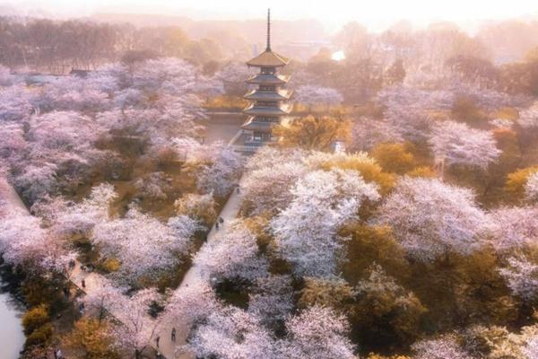 东湖樱花园游玩攻略2