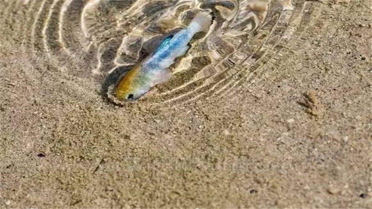 世界“最不正经”沙漠，每年降雨量1600毫升，还有鱼生活在沙中4