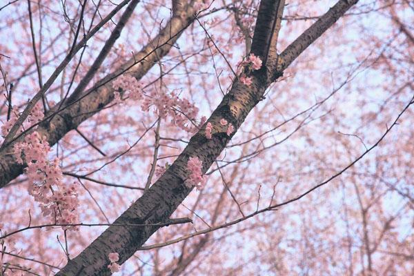 贵州平坝樱花园在哪里 地址及交通指南1