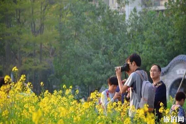 佛山亚艺公园油菜花什么时候开放?还有什么花看?1