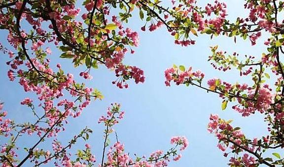 “漫步海棠中,人在花中行”,黄兴公园海棠林2.0版本全新亮相2