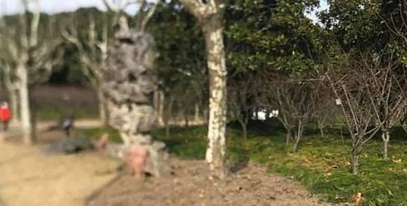 “漫步海棠中,人在花中行”,黄兴公园海棠林2.0版本全新亮相4