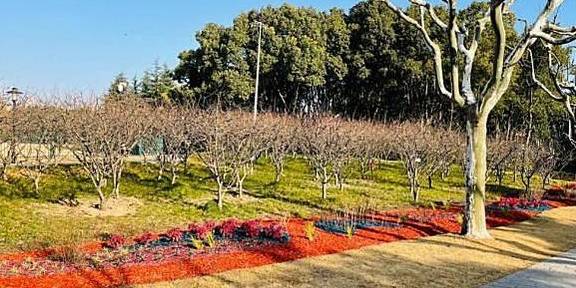 “漫步海棠中,人在花中行”,黄兴公园海棠林2.0版本全新亮相5