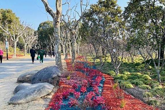 “漫步海棠中,人在花中行”,黄兴公园海棠林2.0版本全新亮相7