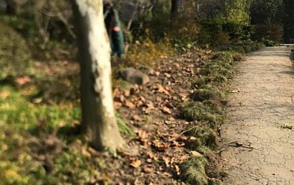 “漫步海棠中,人在花中行”,黄兴公园海棠林2.0版本全新亮相8