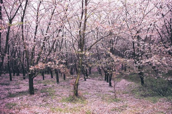 安顺平坝樱花园旅游攻略3