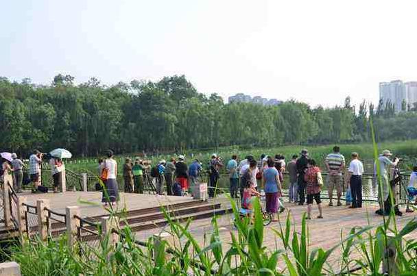 北京哪里可以观鸟3