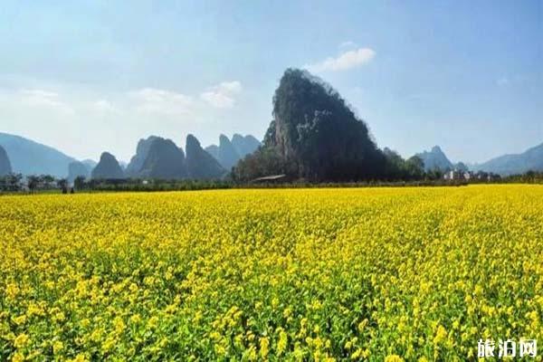 2022清远九龙峰林小镇油菜花盛开时间1