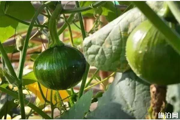 2022清远九龙峰林小镇油菜花盛开时间2