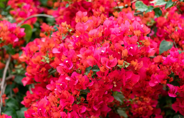 珠海油菜花海在哪里?什么时候开2022?2